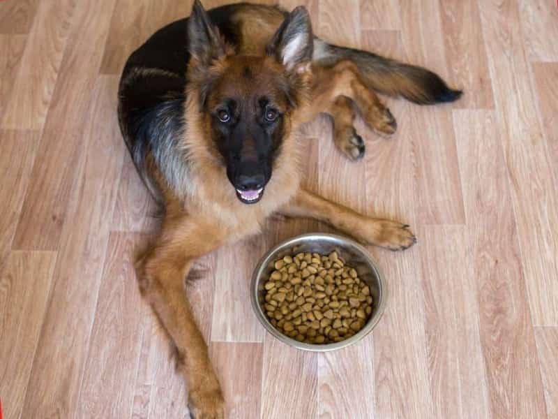 what to do when your german shepherds won't eat
