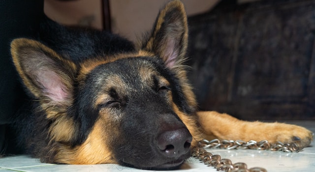 heart issues in german shepherds