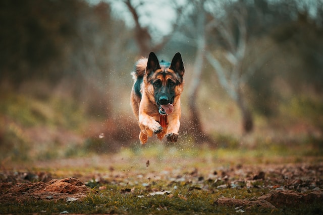 german shepherd jumping on people
