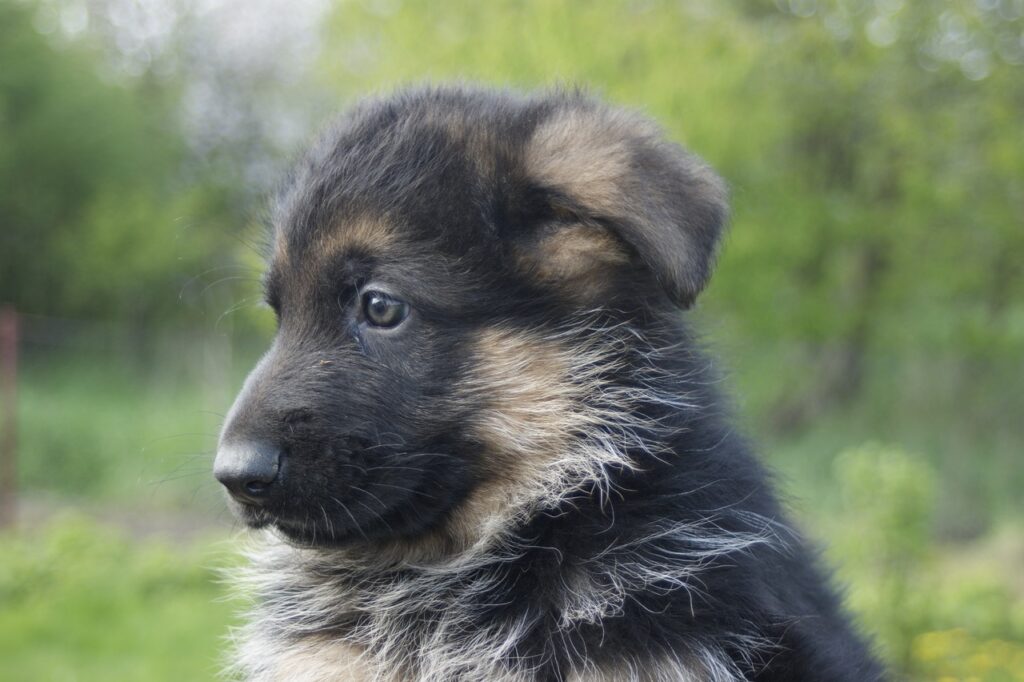 german shepherd puppy essential vaccinations