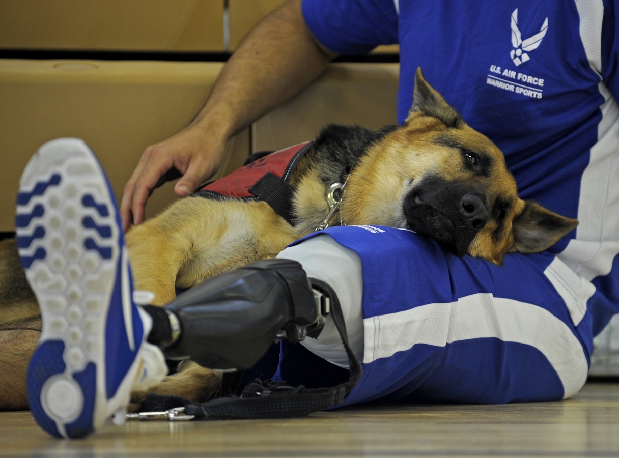can a german shepherds be an emotional support dog