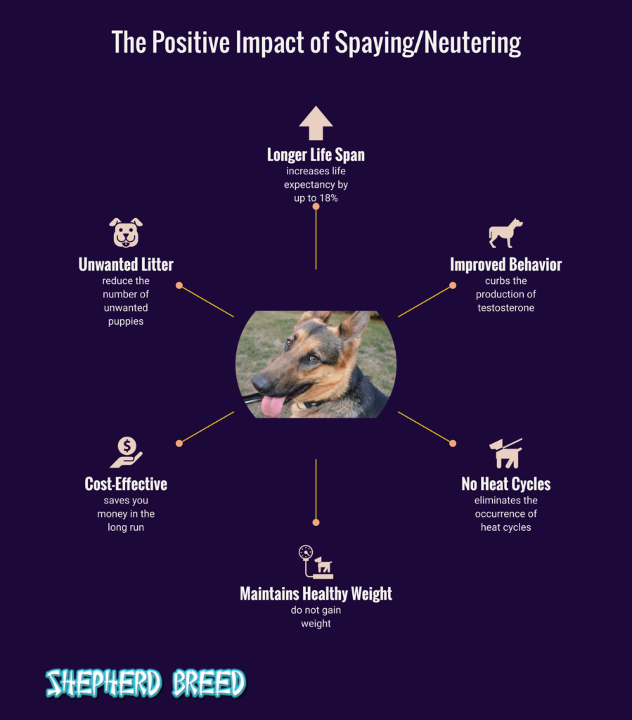 what is the right age to spay/neuter a German Shepherd