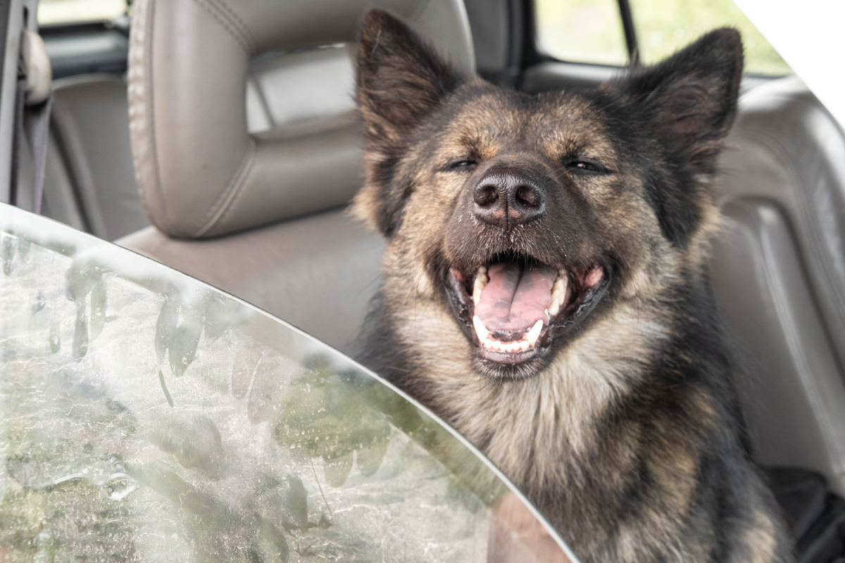 tips for traveling with a german shepherd