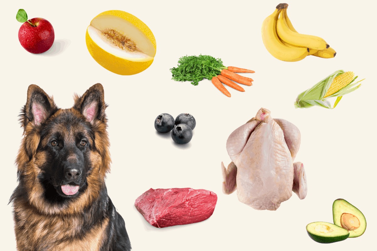 which people foods are safe for german shepherds