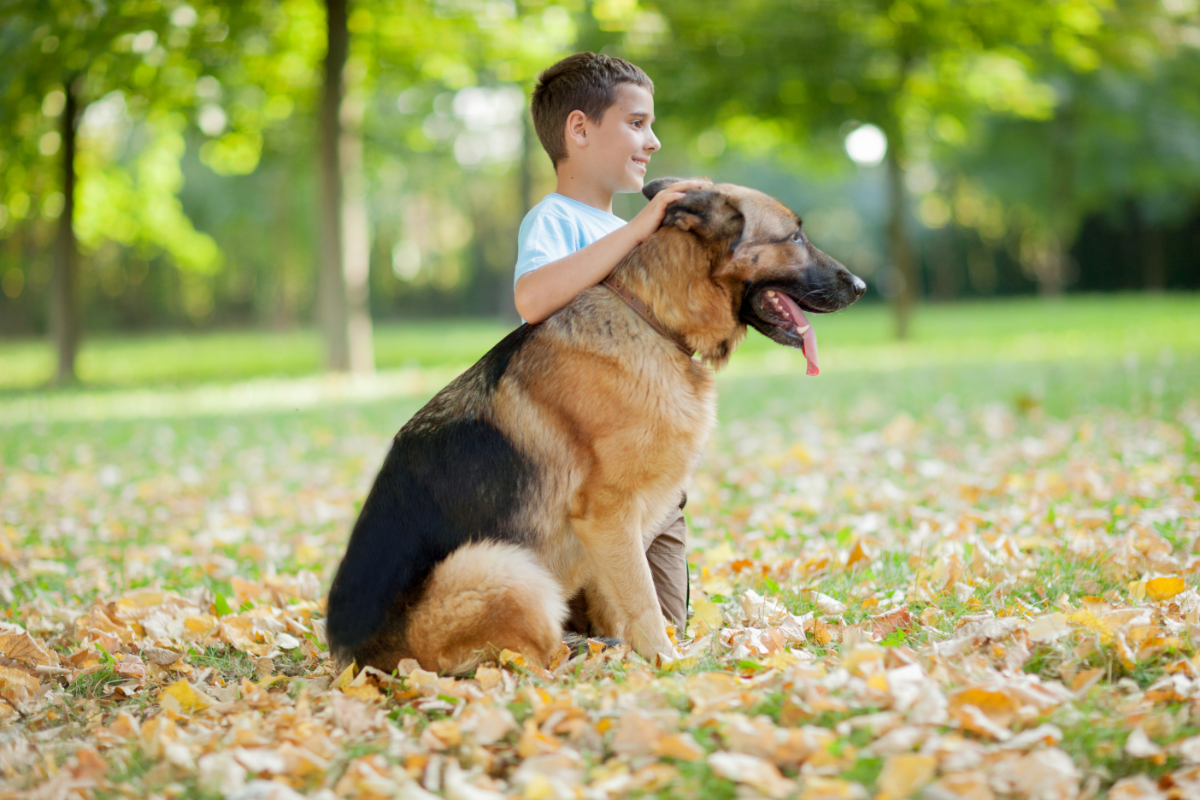 how german shepherds show affection