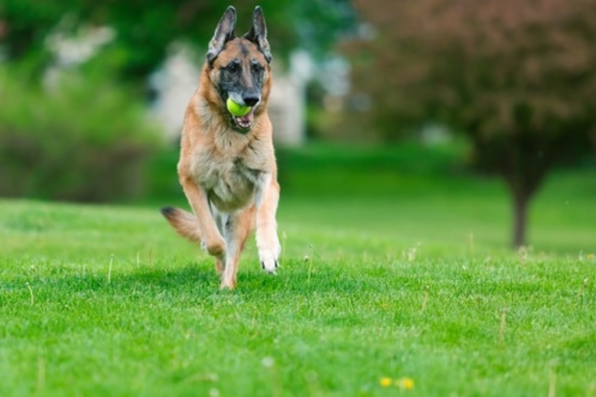 are tennis ball safe for german shepherd to play