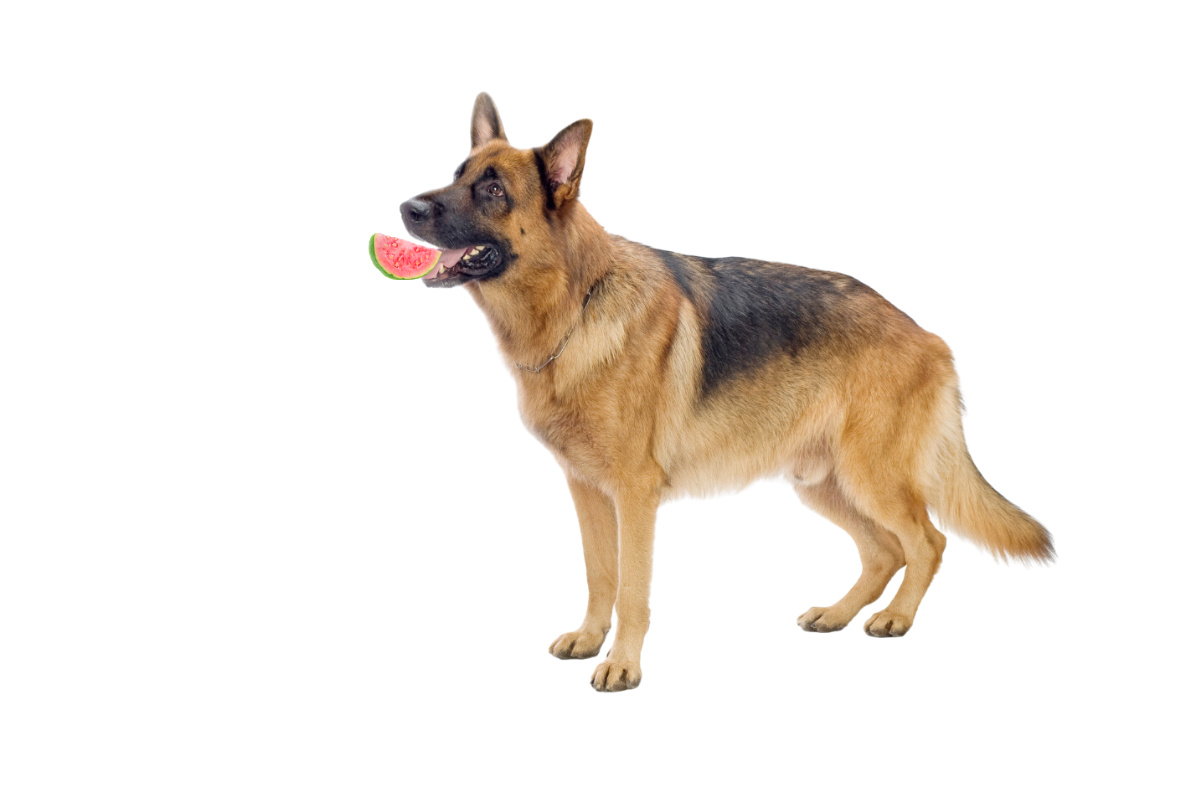 can german shepherd eat guava