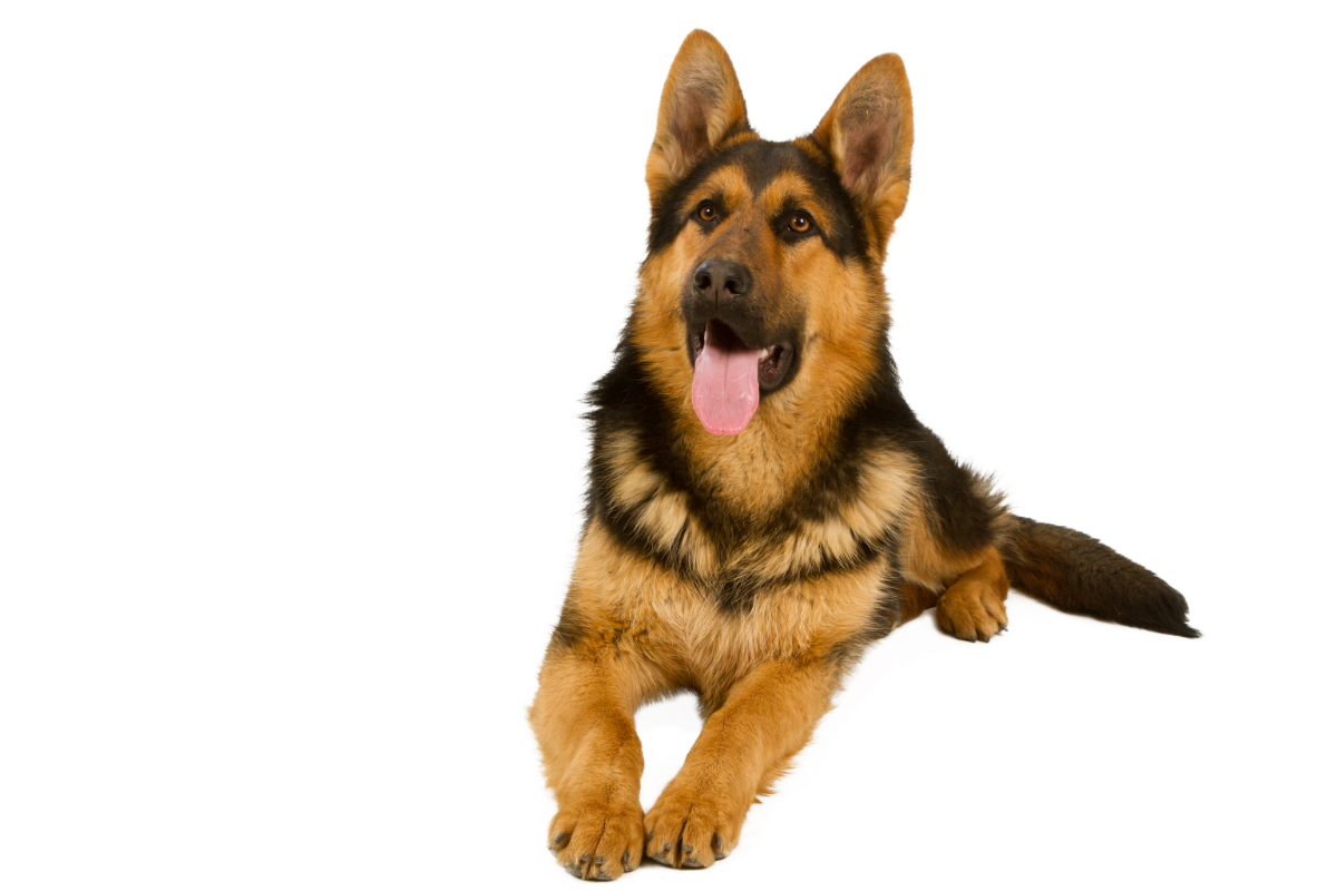 how to cut german shepherd nails