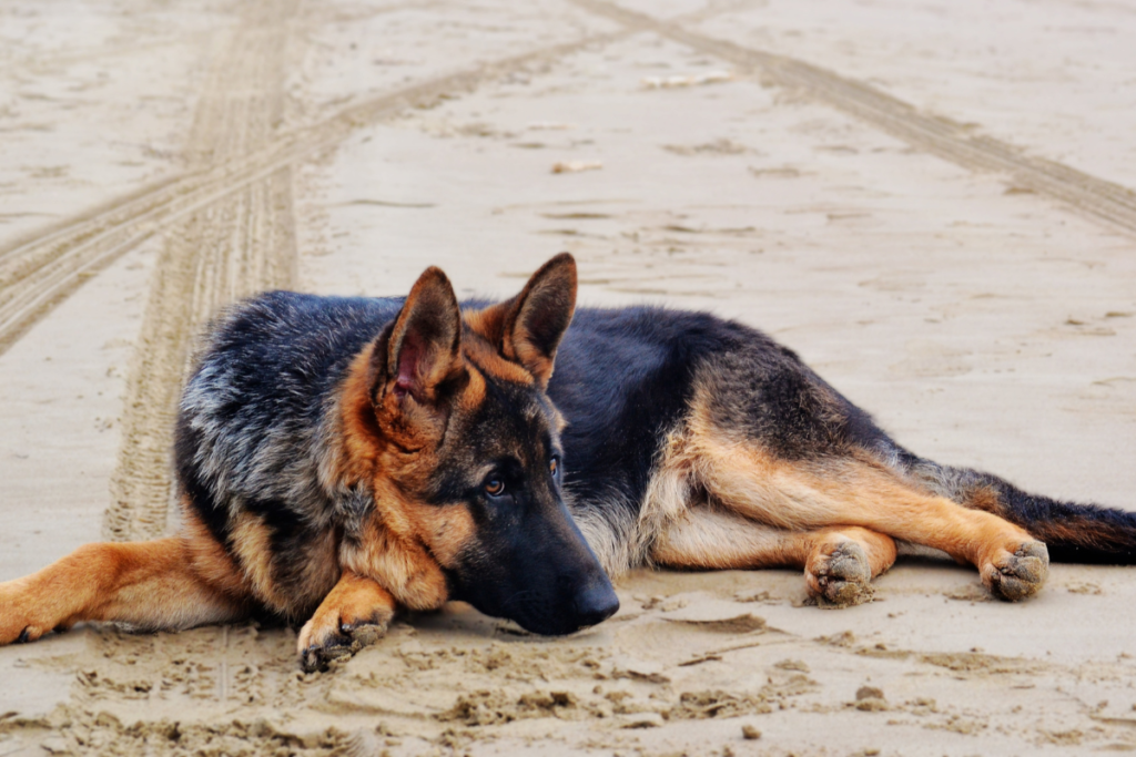 bald spots in german shepherds