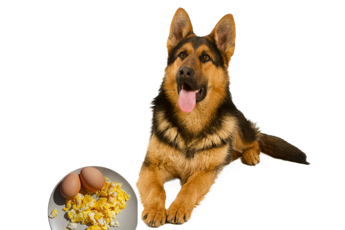can german shepherd eat eggs