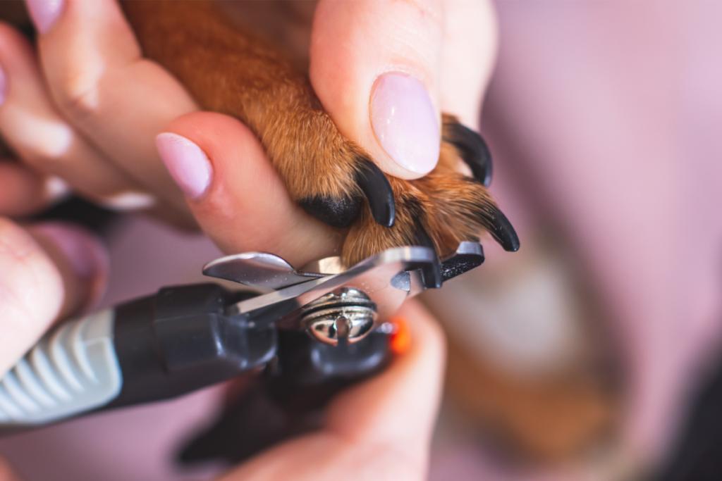 how to cut german shepherd nails