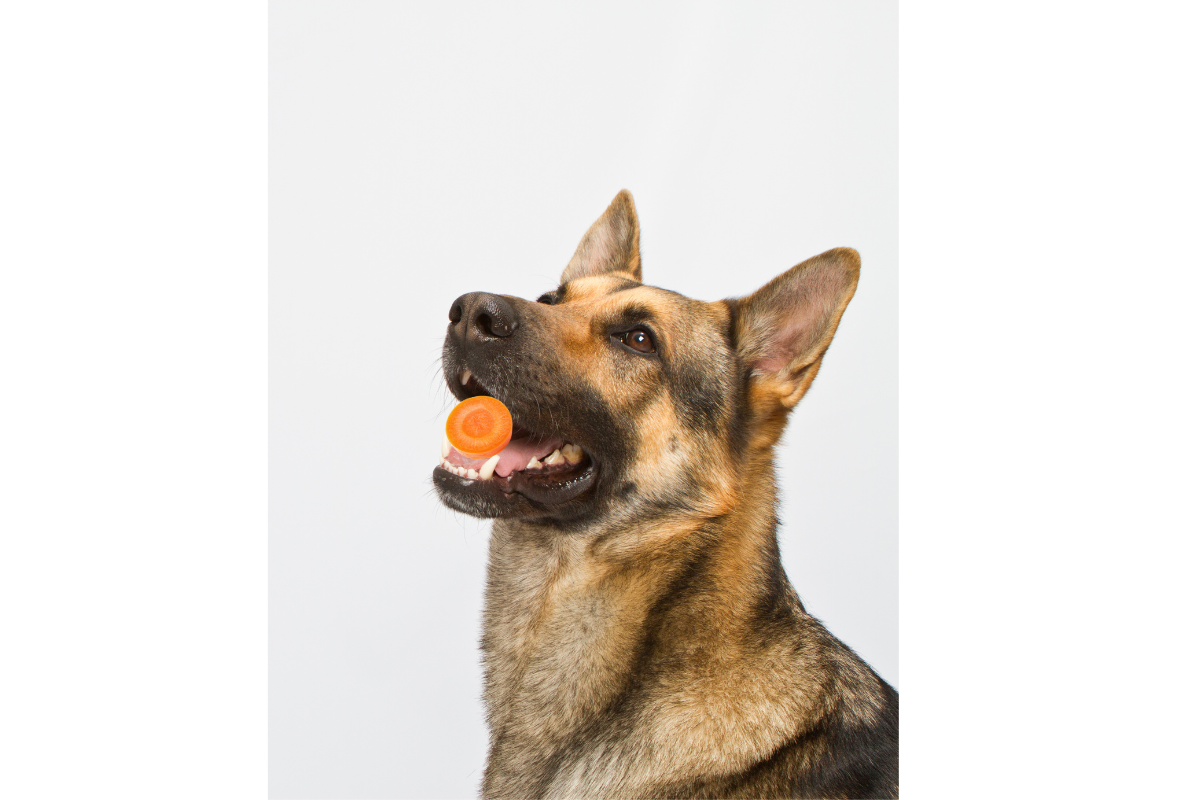 can german shepherd eat carrots