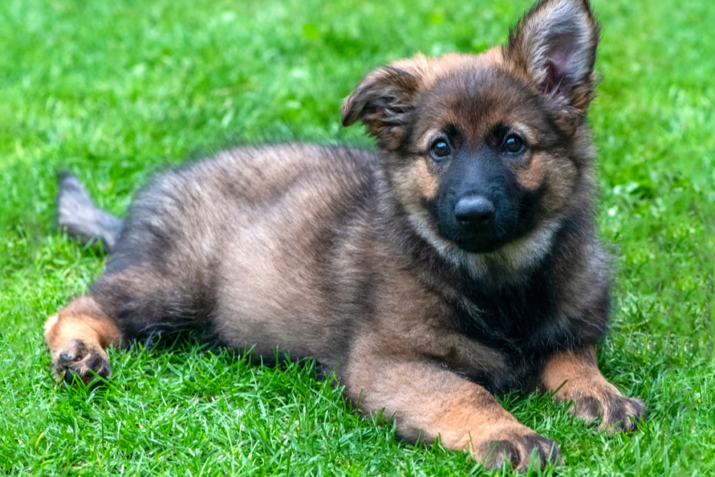best treats for german shepherd puppies