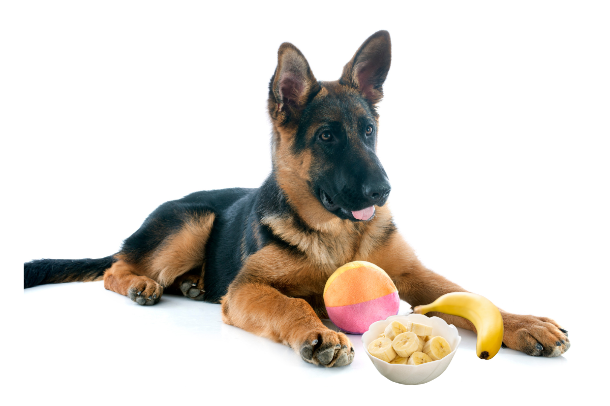 can german shepherd eat banana