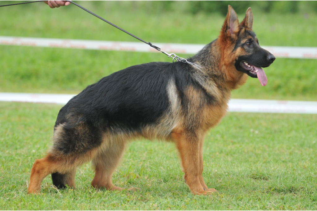 choosing the right leash length for german shepherds