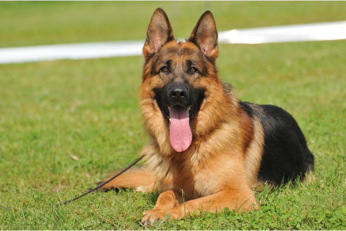 different types of german shepherds