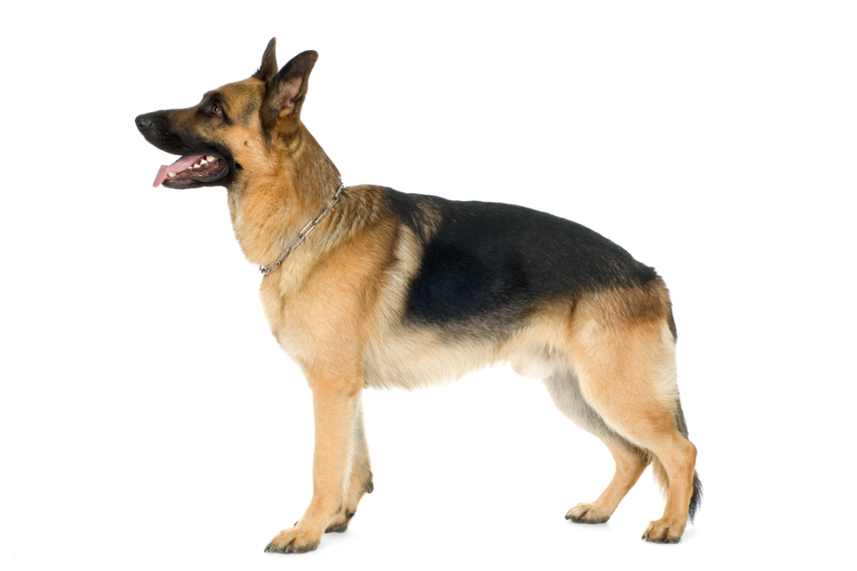 german shepherd can't poop