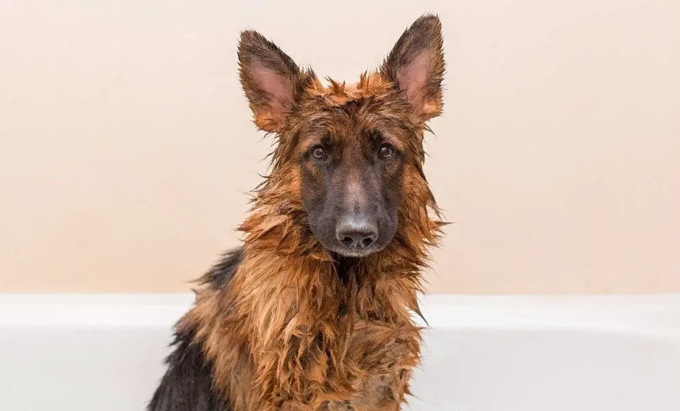 german shepherd coat care and bathing tips