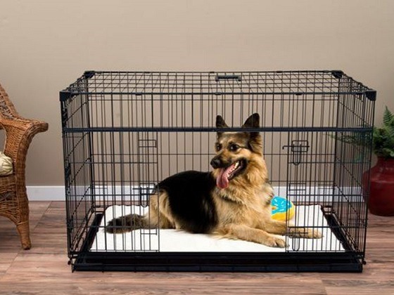 german shepherd sleep with you
