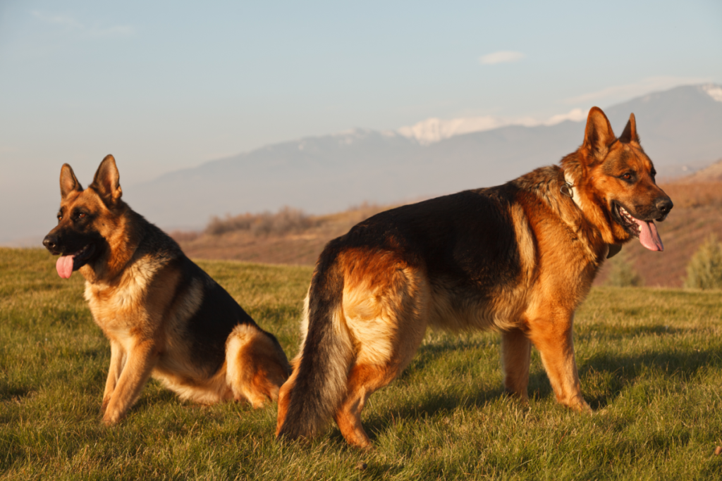 when do german shepherds go into heat